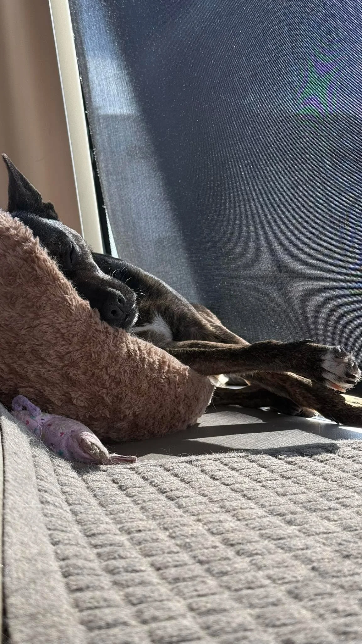 The calm before the storm&hellip;🐶#rescuedog