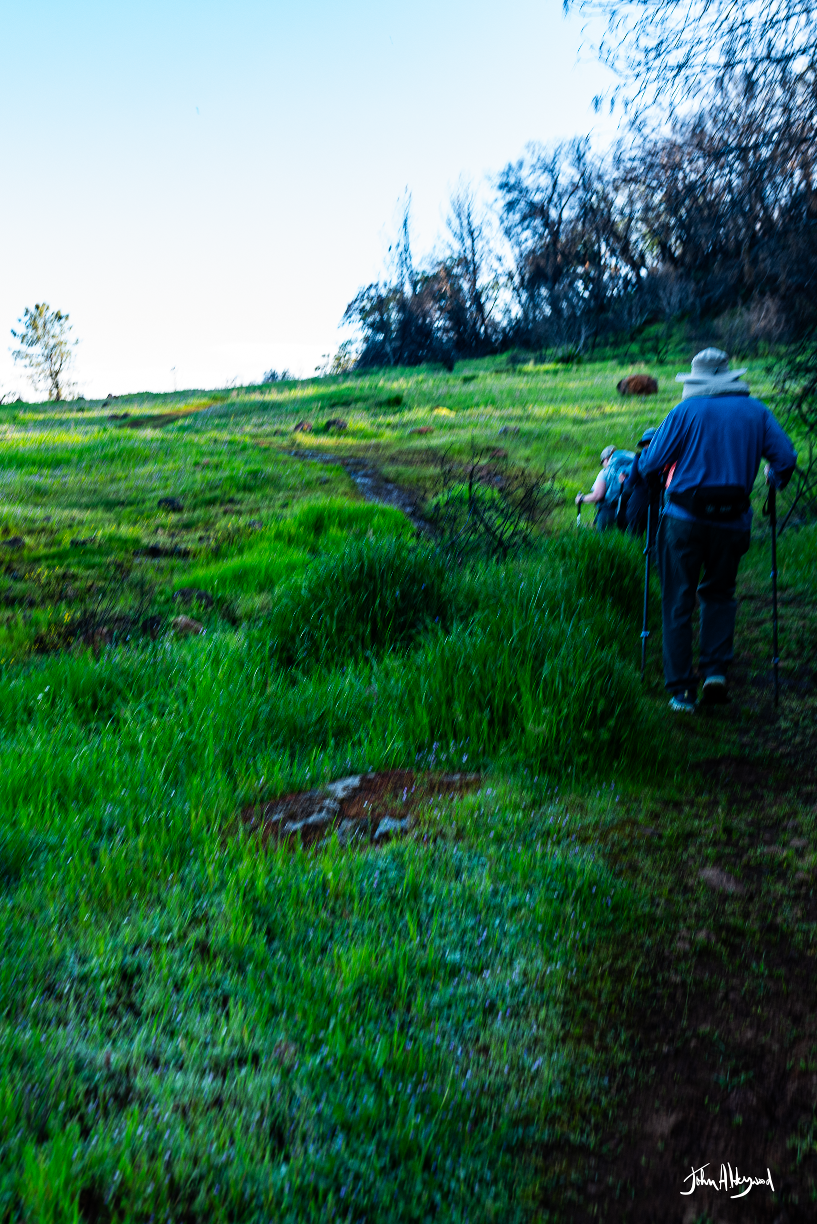 Hikers walking along a grassy trail in a lush, green landscape with a slight incline, surrounded by trees and open sky.