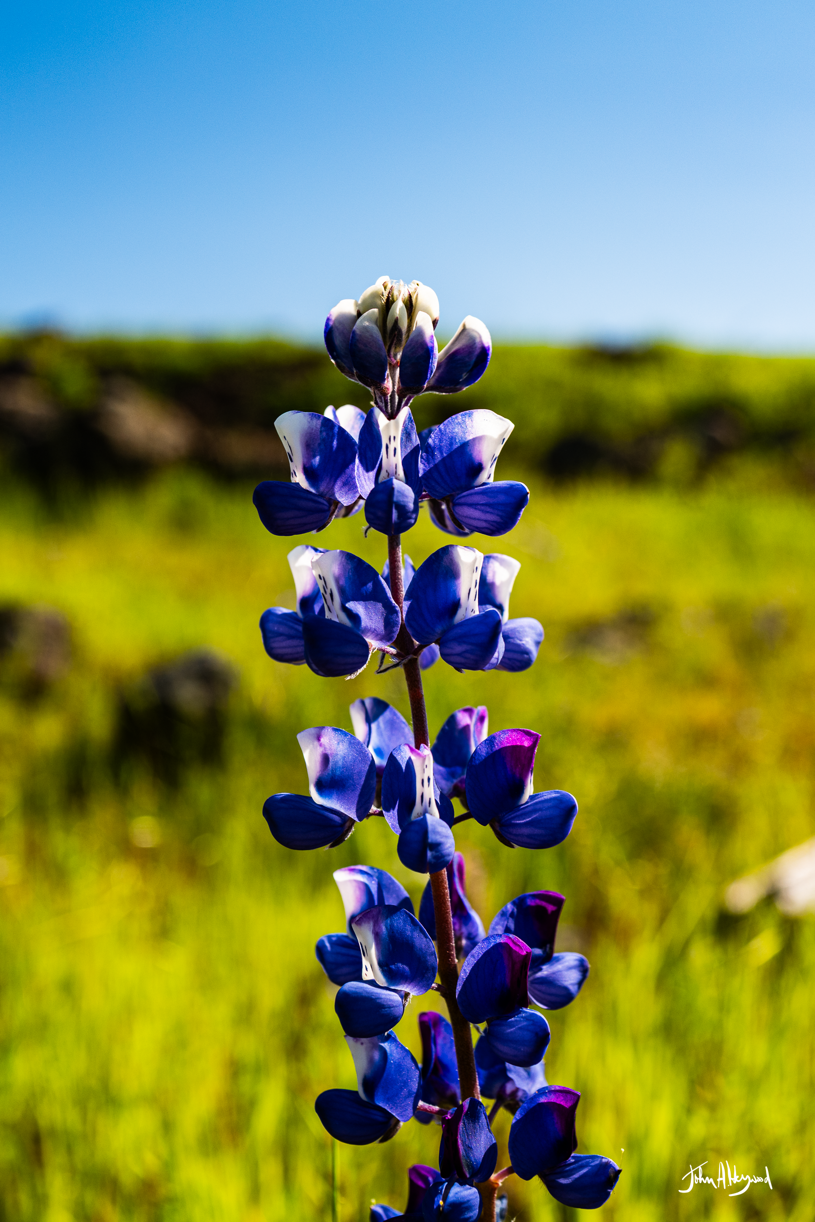 Close-up of a tall purple and white lupine flower blooming in a grassy meadow against a clear blue sky.