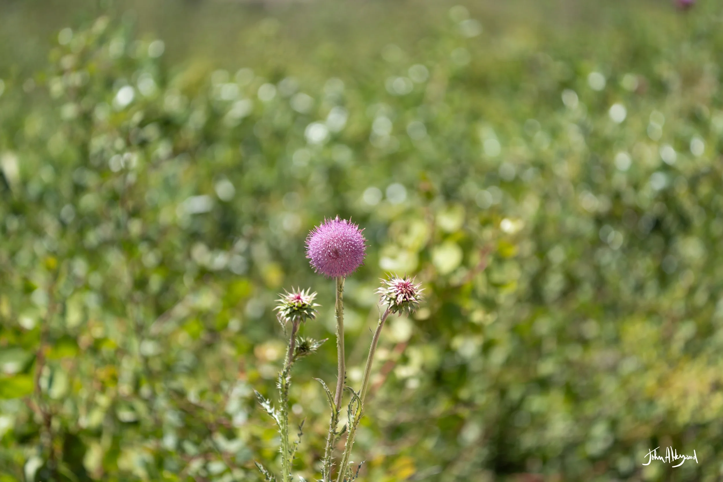 DSC04204.jpg