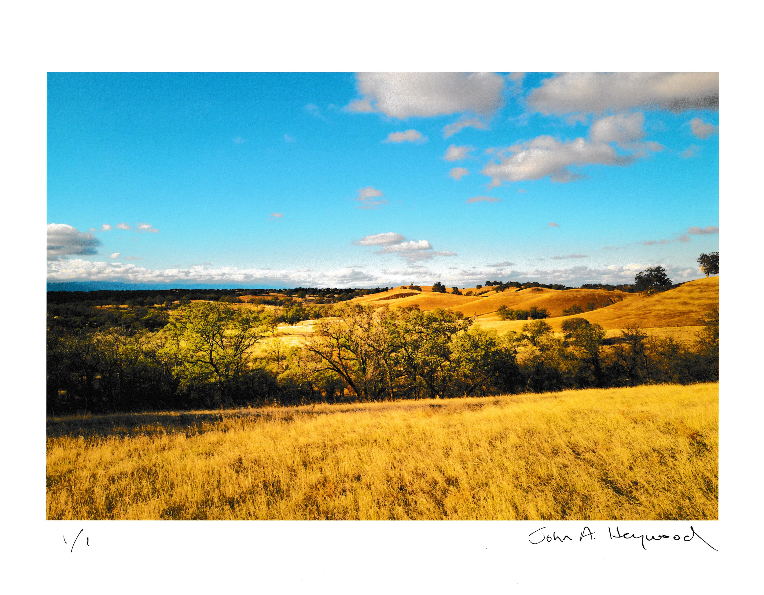 Fields of Gold