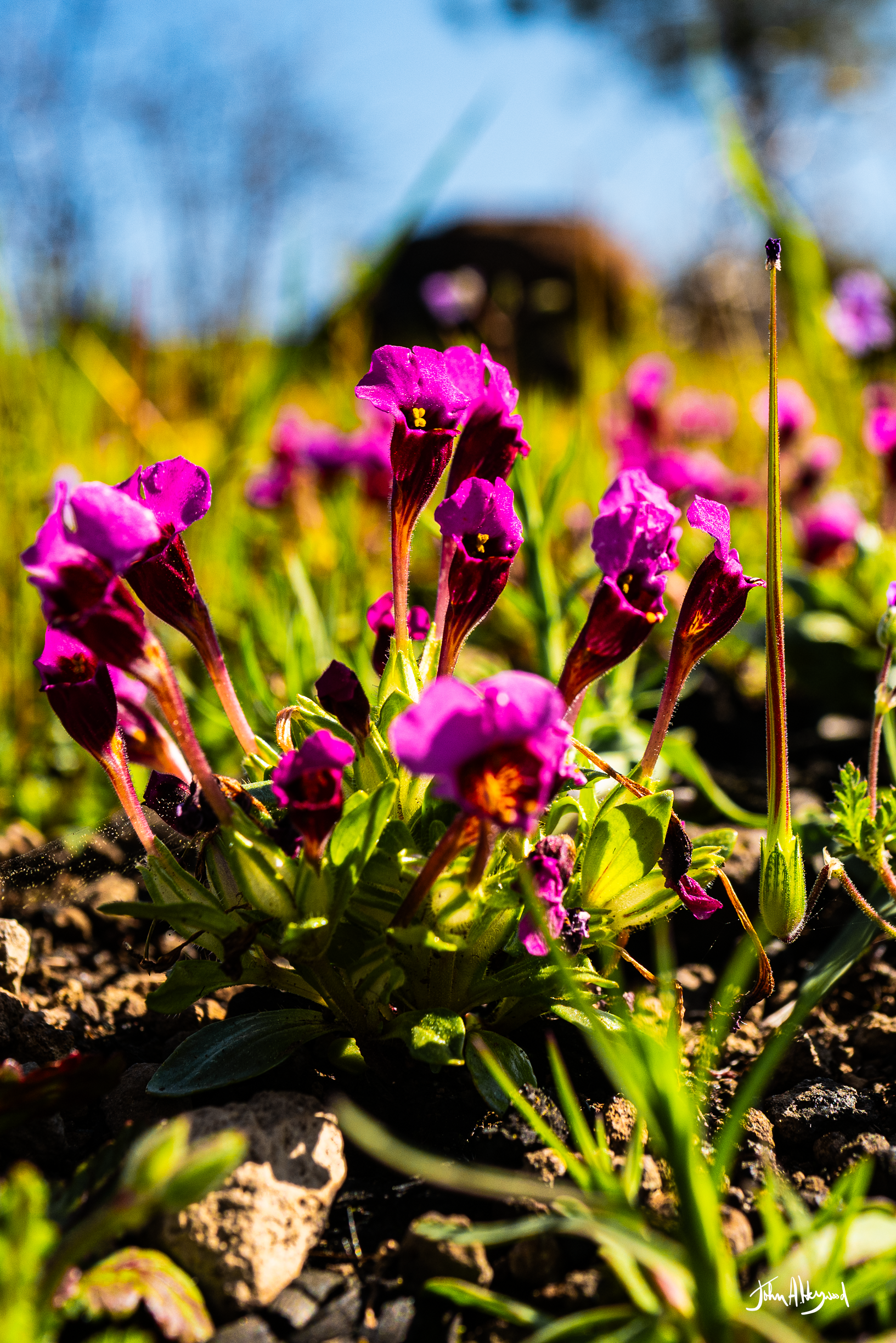 Close-up of vibrant purple flowers blooming in a garden with soil and greenery, under a clear blue sky.