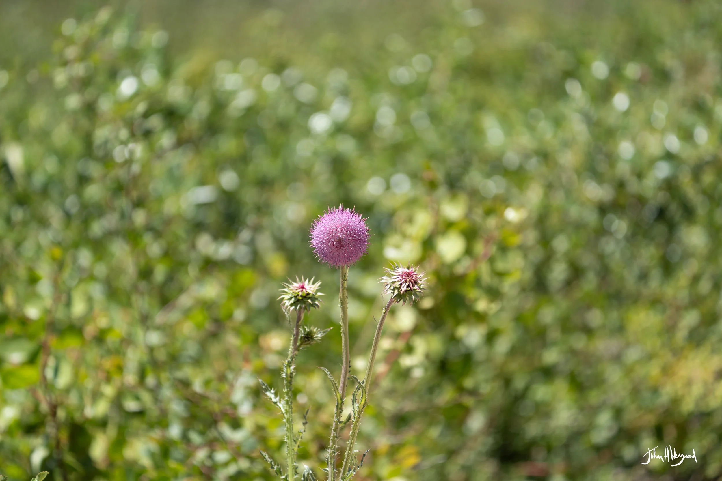 DSC04205.jpg