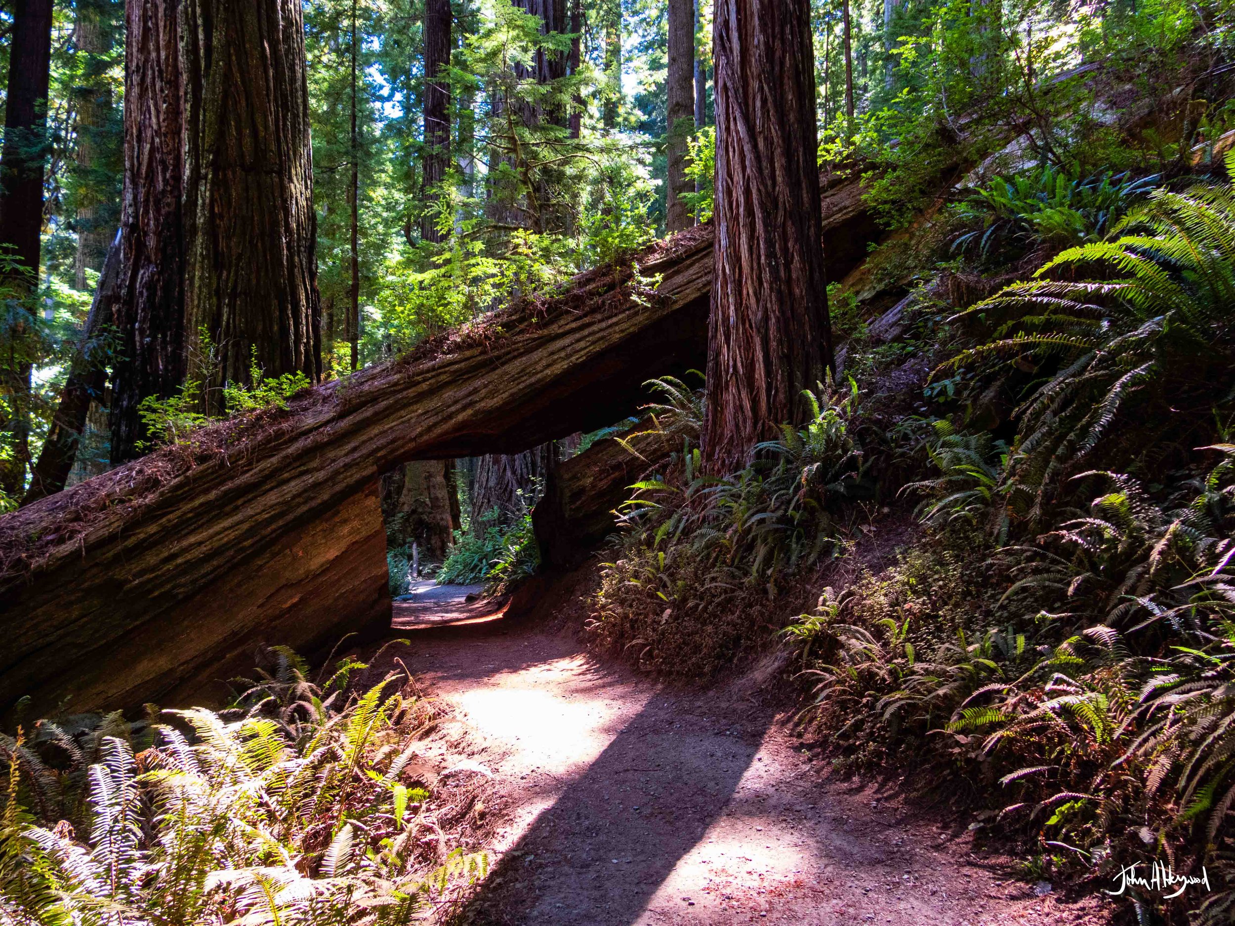 Fern Canyon Redwoods