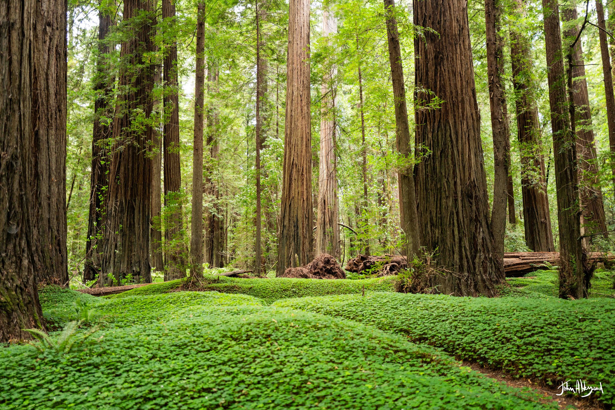 Avenue of the Giants #1