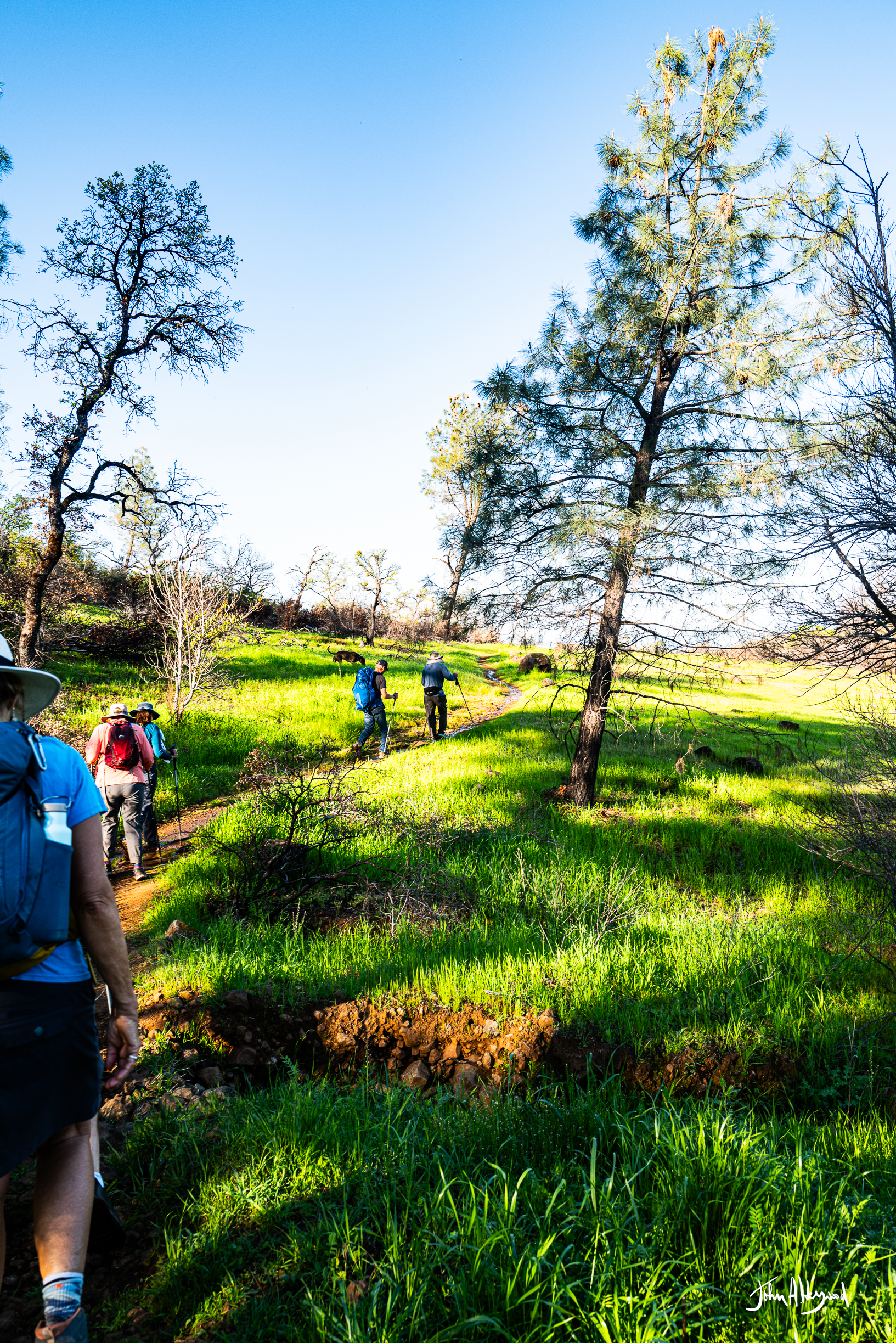 Hikers walking along a dirt trail through a lush, green grassy landscape with trees on a sunny day.
