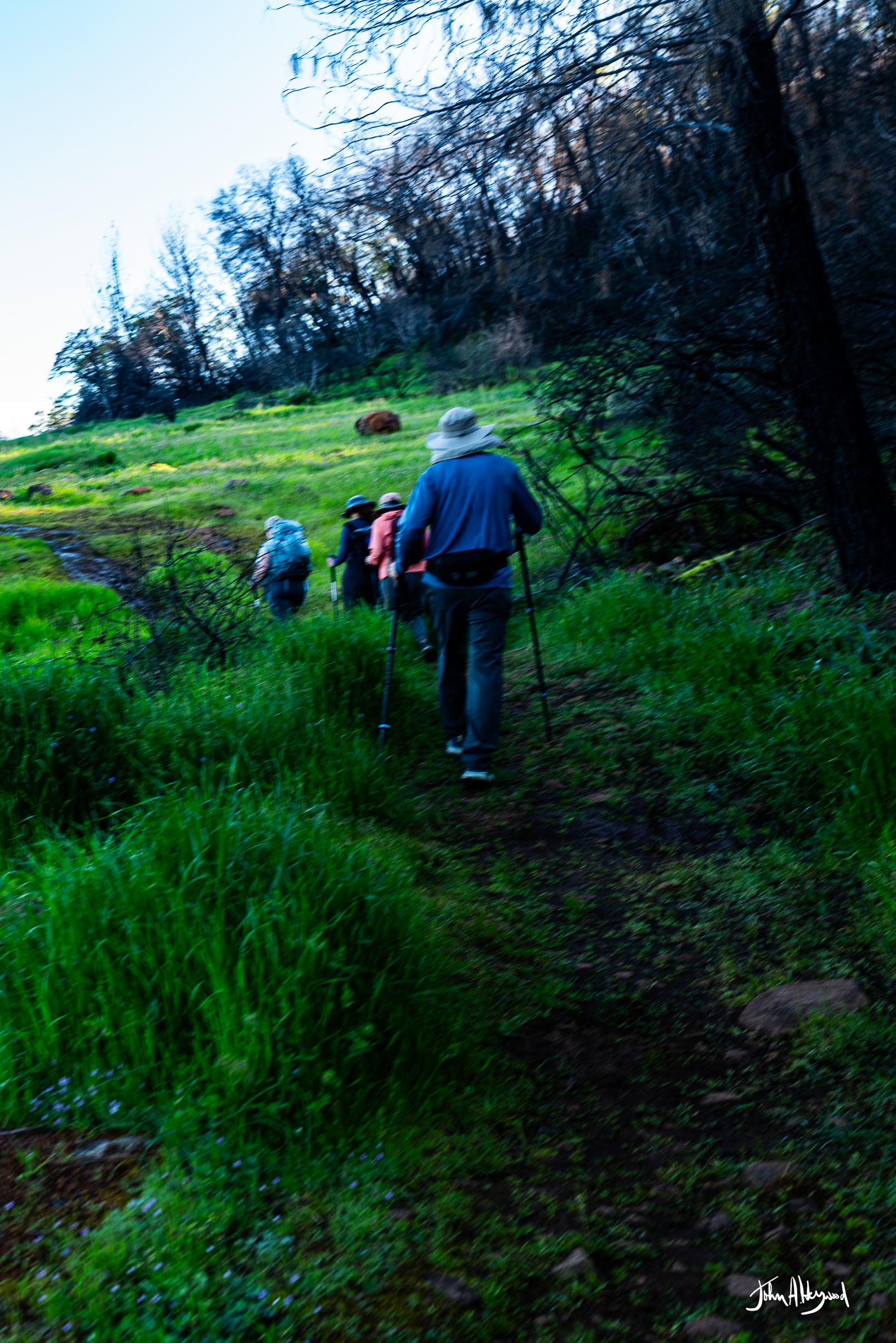 A group of hikers walking along a dirt trail through lush green grass and trees, with some burnt trees and a bison in the distance on a hillside.