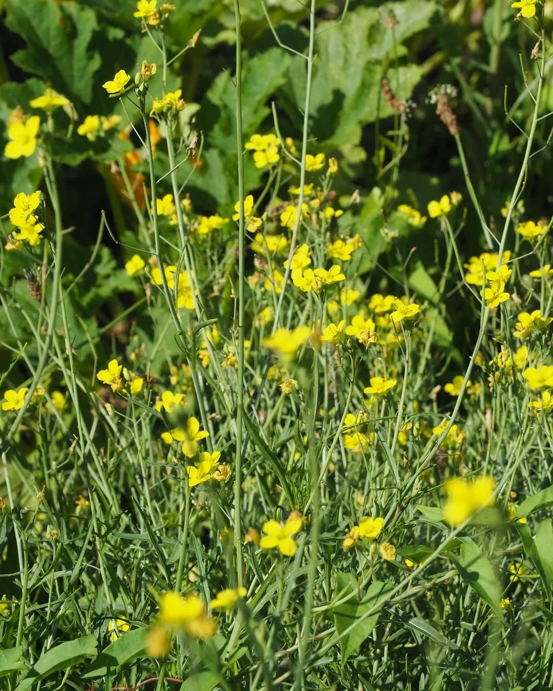 Roquette sauvage 🍴🌿🌼

Vivace au potager tr&egrave;s facile &agrave; cultiver. 
En Bretagne elle ne demande pour ainsi dire aucun entretien. 
Son go&ucirc;t piquant vient reveiller les papilles dans une salade et au jardin elle attire les pollinisa
