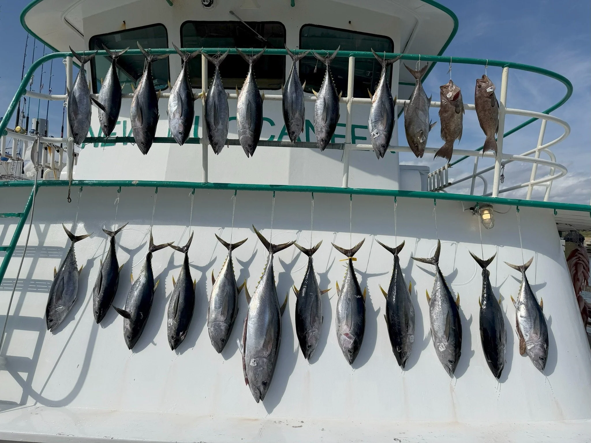 Fishing report 😎
On Oct 23-24 the New Buccaneer with Captain Brian and 38 anglers made the 30 hour safari trip.  It was another great trip with customers bringing in 21 yellowfin tuna. 165 blackfin tuna, 405 vermillion snapper and a mixture of fish