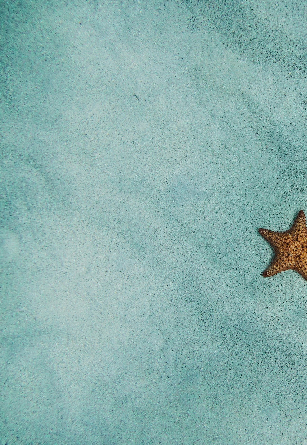 A starfish on a sandy blue surface creating space for IFS for Anxiety