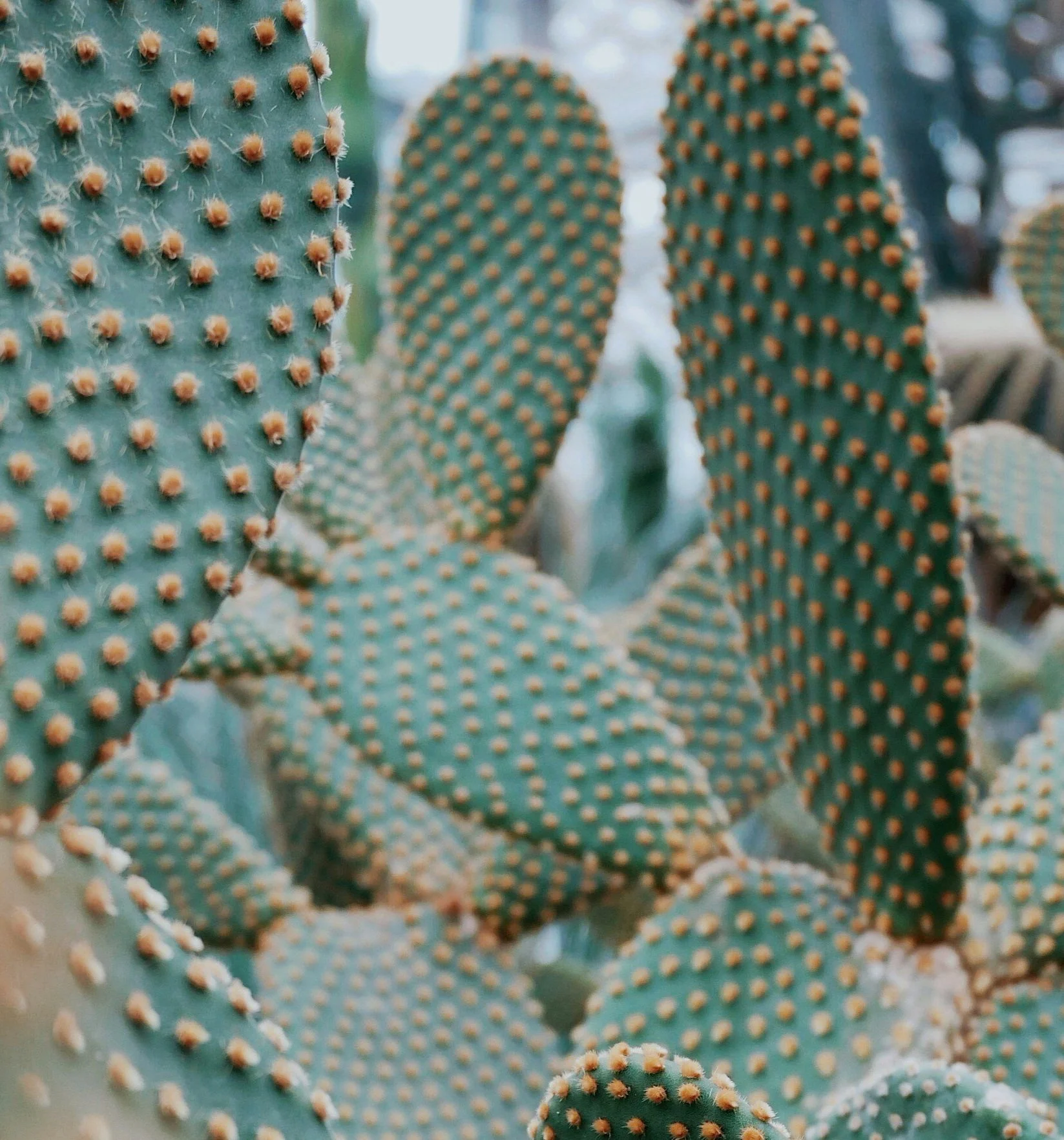 Green cacti with rounded edges representing working with a depression therapist Dallas