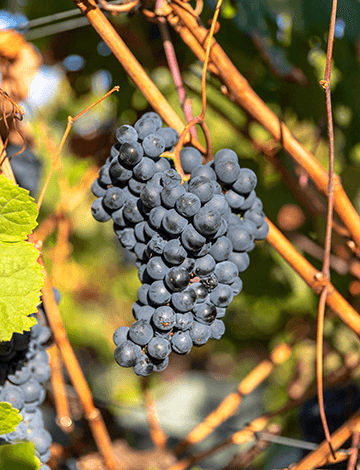 grapes from the Quinta das Murgas vineyard
