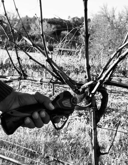 Trabalhos de inverno na vinha: o que se faz e porque é tão importante