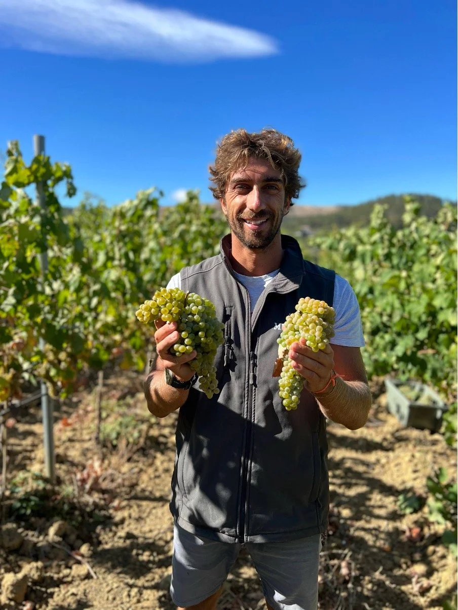 Vinha Arinto Bucelas Quinta das Murgas 4.jpg