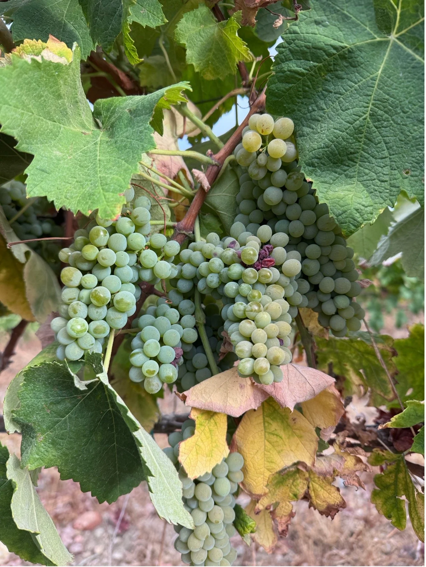 vinha Arinto Bucelas Quinta das Murgas.jpg