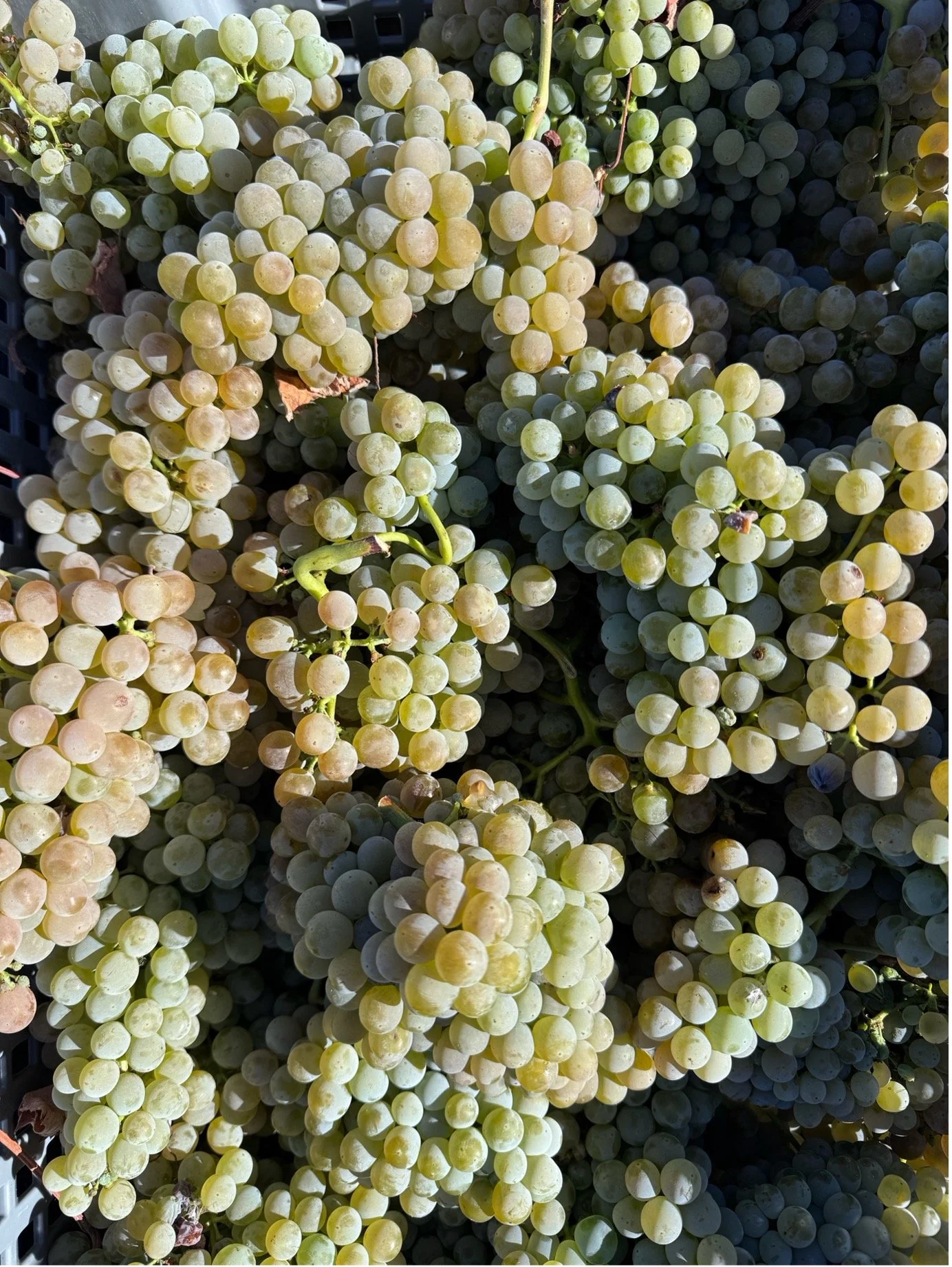 vinha Arinto Bucelas Quinta das Murgas.jpg