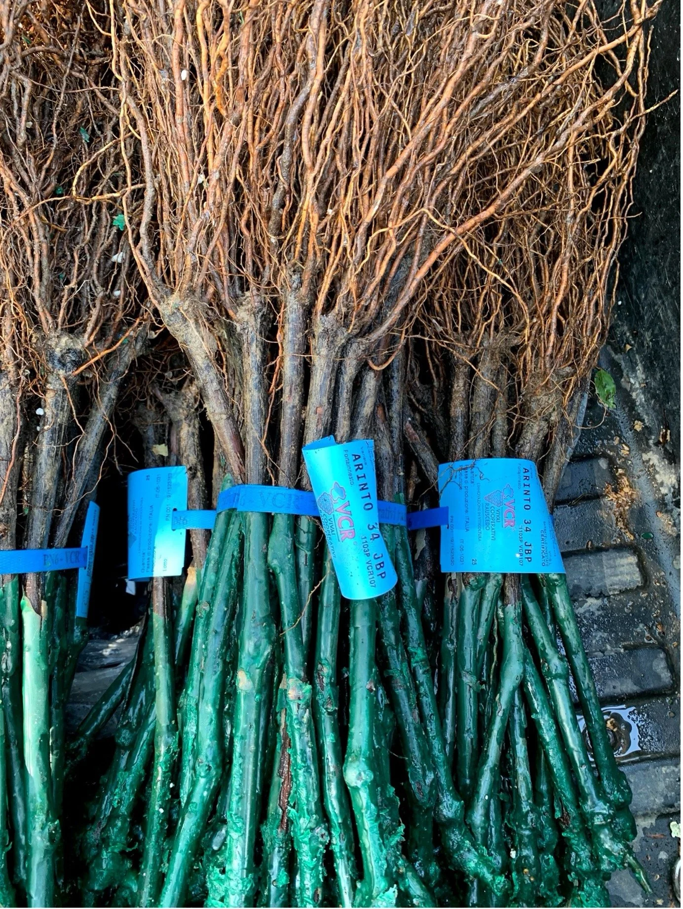 vinha Arinto Bucelas Quinta das Murgas.jpg