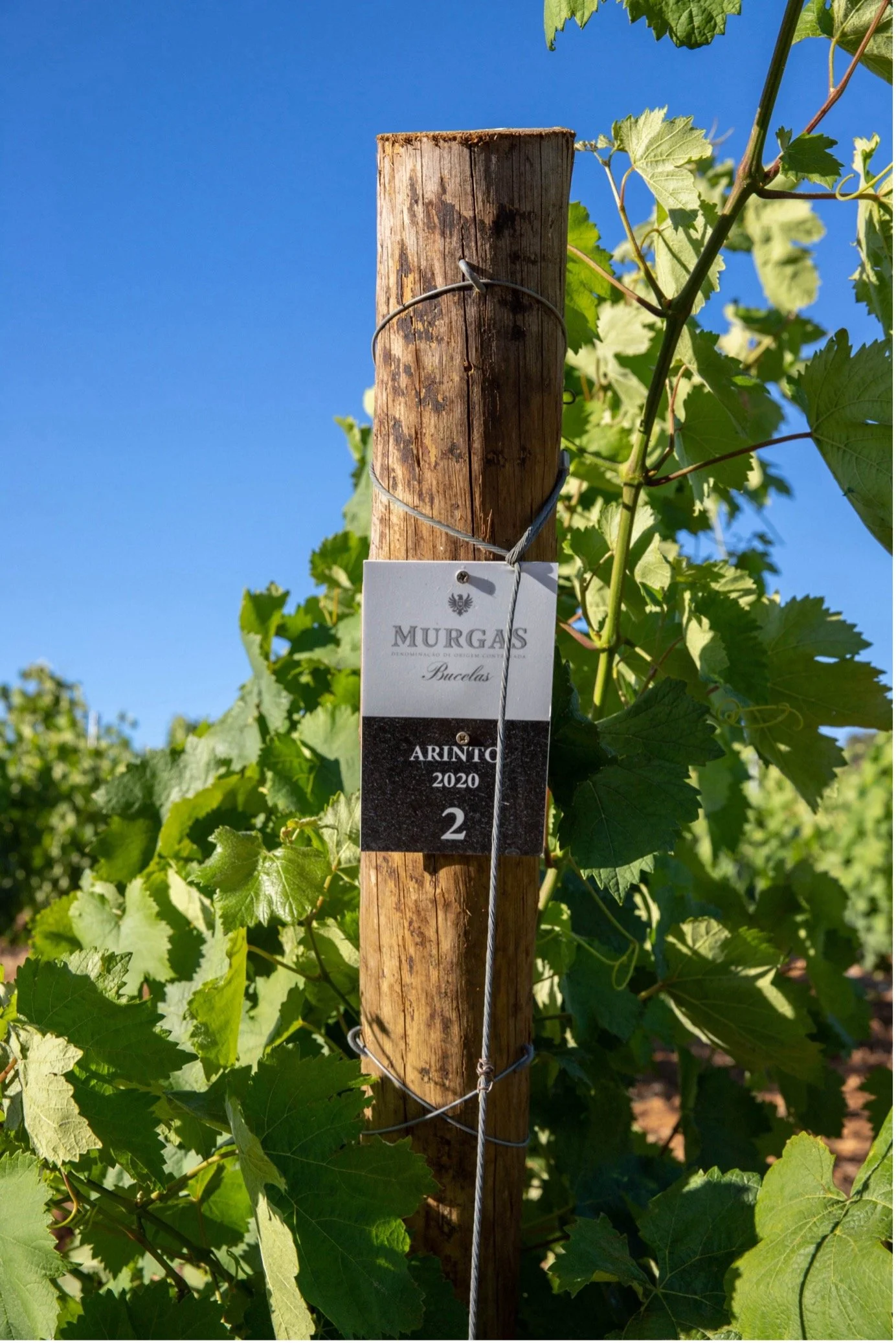 vinha Arinto Bucelas Quinta das Murgas.jpg