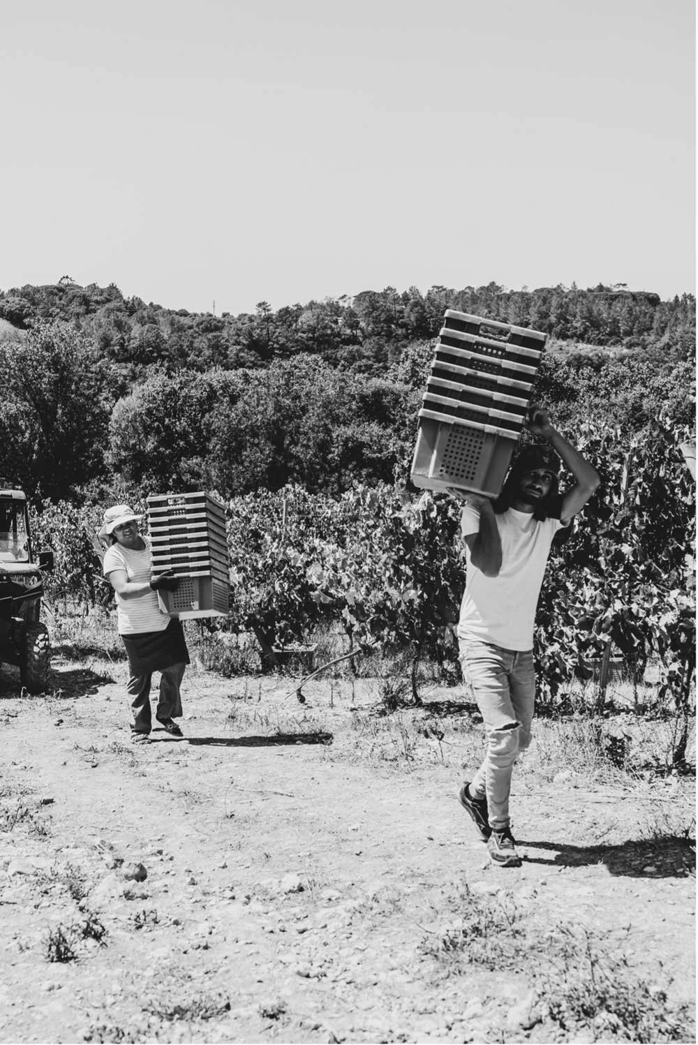 Vindima-manual---porque-continuamos-a-colher-uva-à-mão_5.jpg