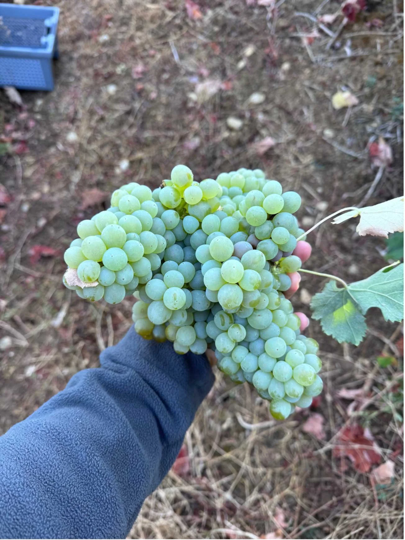 Porque dois vinhos da mesma casta podem saber completamente diferentes