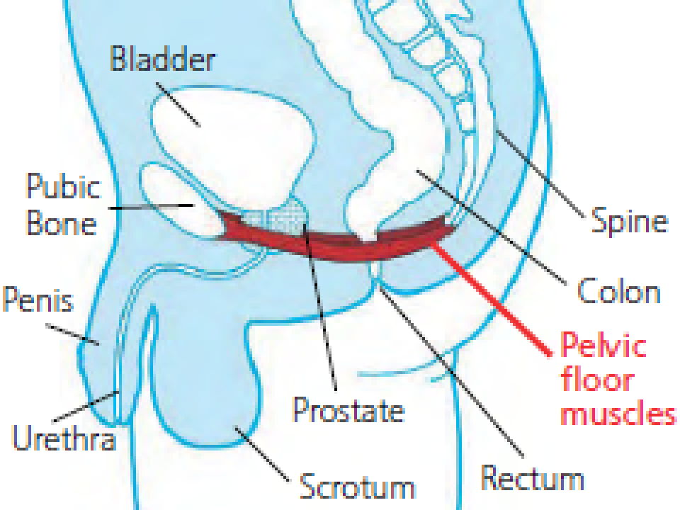 Regaining Control: How Pelvic Floor PT Helps Before and After Prostate ...