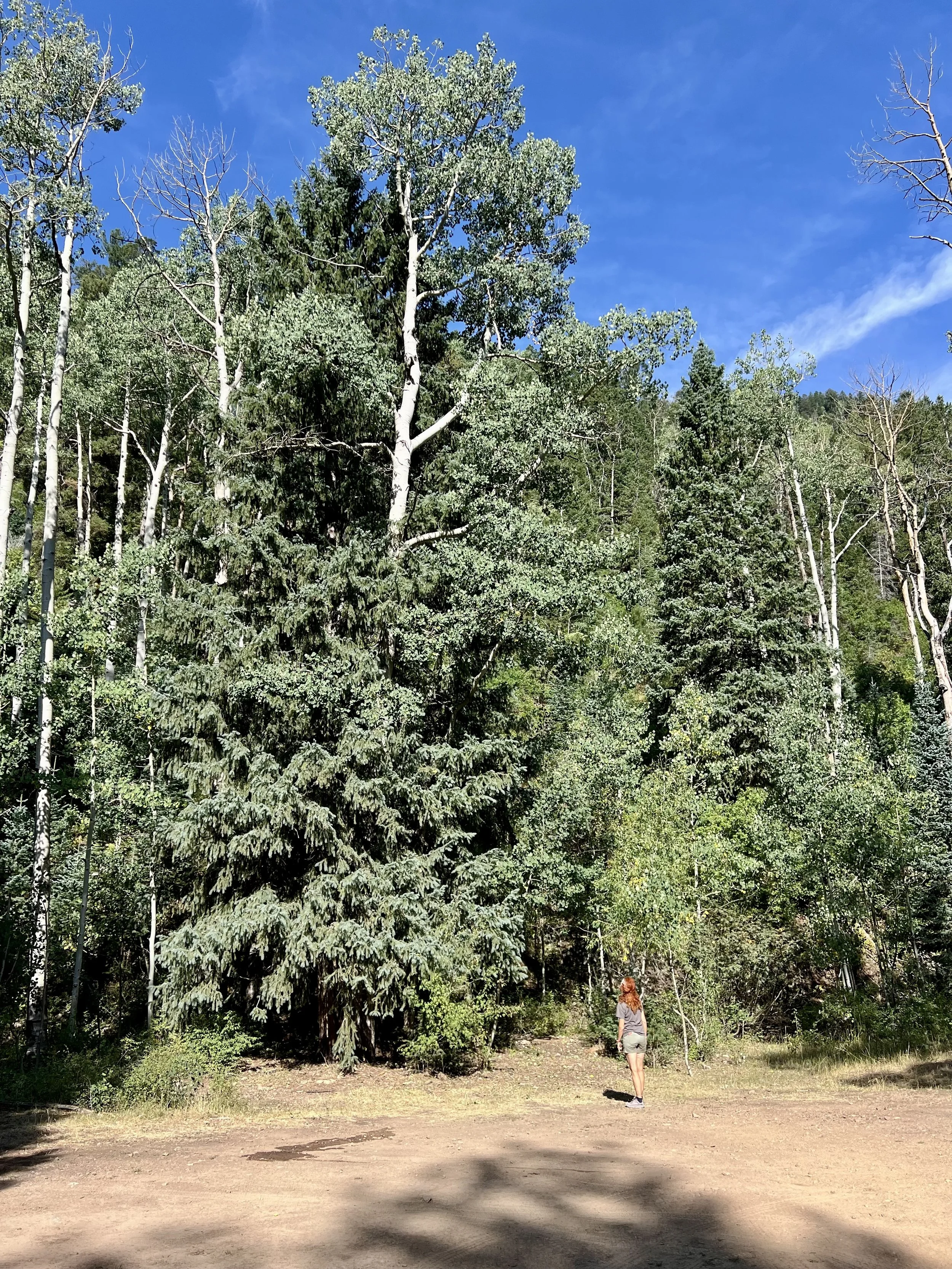 Picea engelmannii