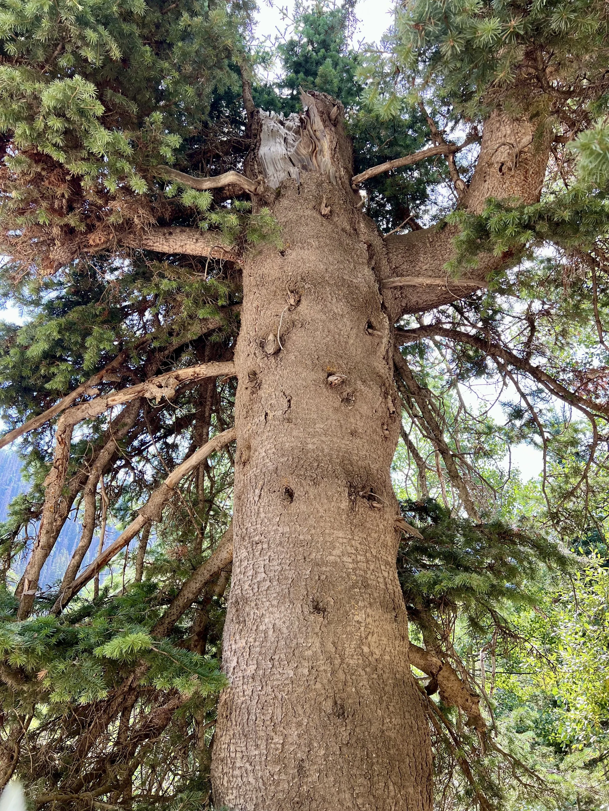 Abies lasiocarpa