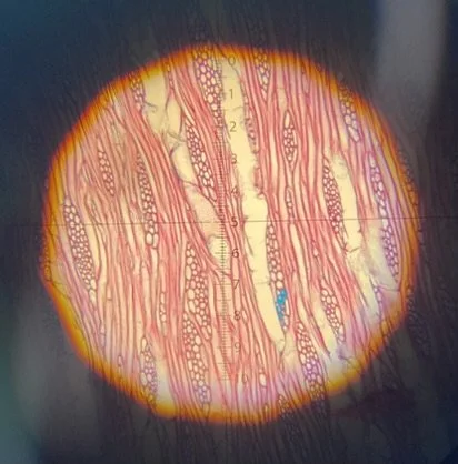 Heritage building survey and timber identification - the image shows a microscopic view of a prepared thin section of Pinus sylvestris, or Scots pine. This information enabled damaged section of a window to be repaired using like for like materials.