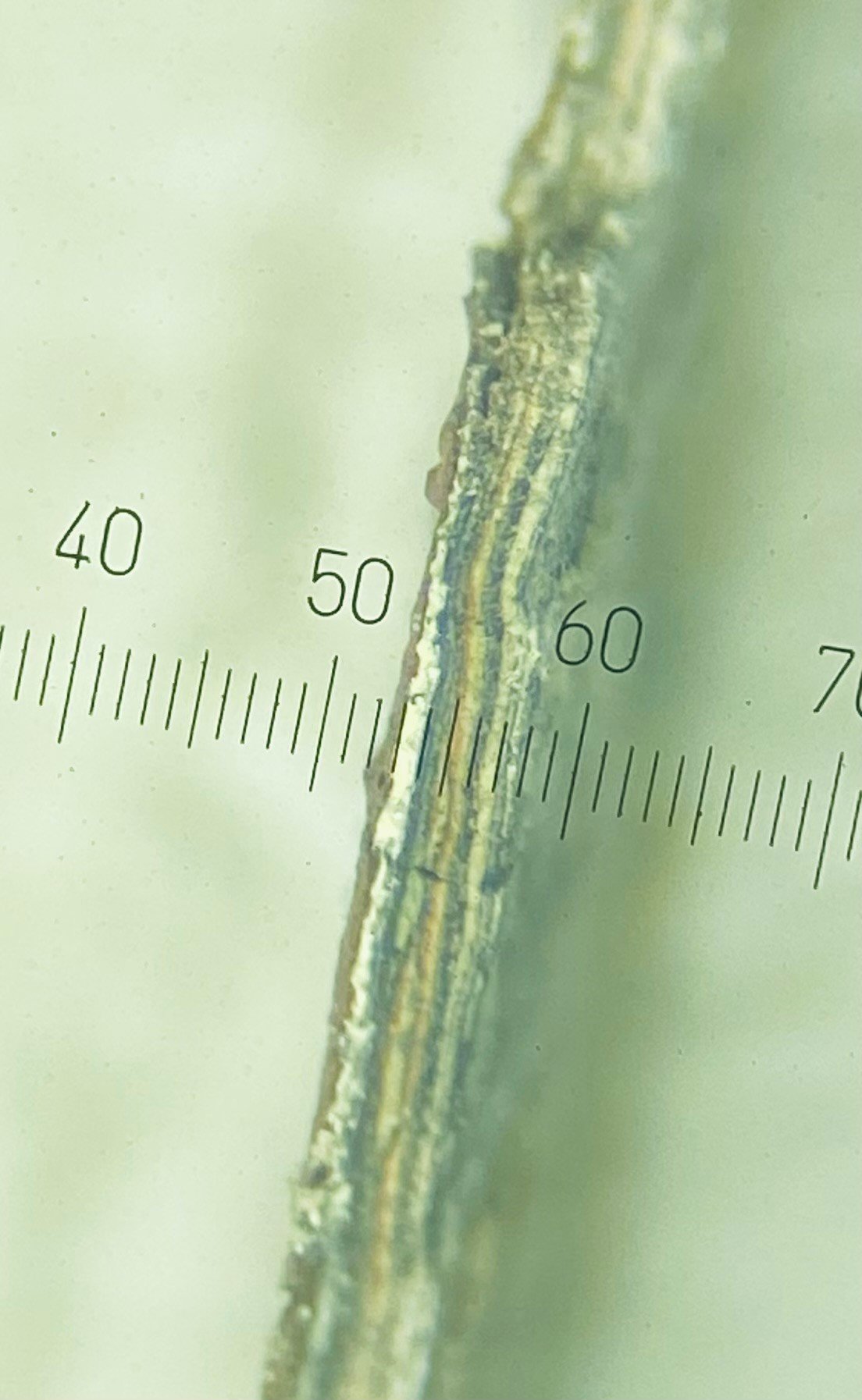 Microscopic analysis of external paint finishes to Oswestry Railway Station
