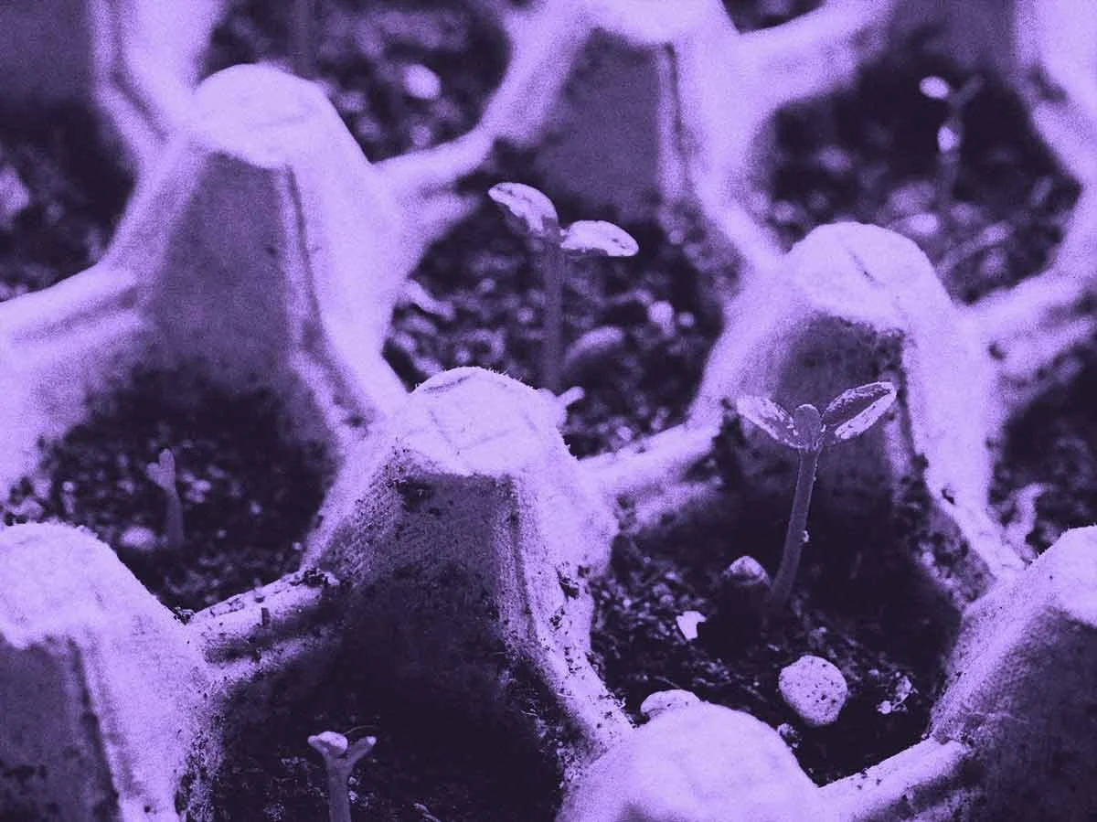 Tiny seedlings sprout from the soil in egg carton cells, bathed in purple light.