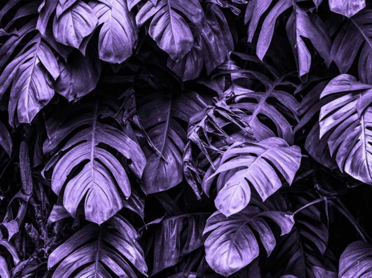 Cluster of purple and violet tropical leaves.