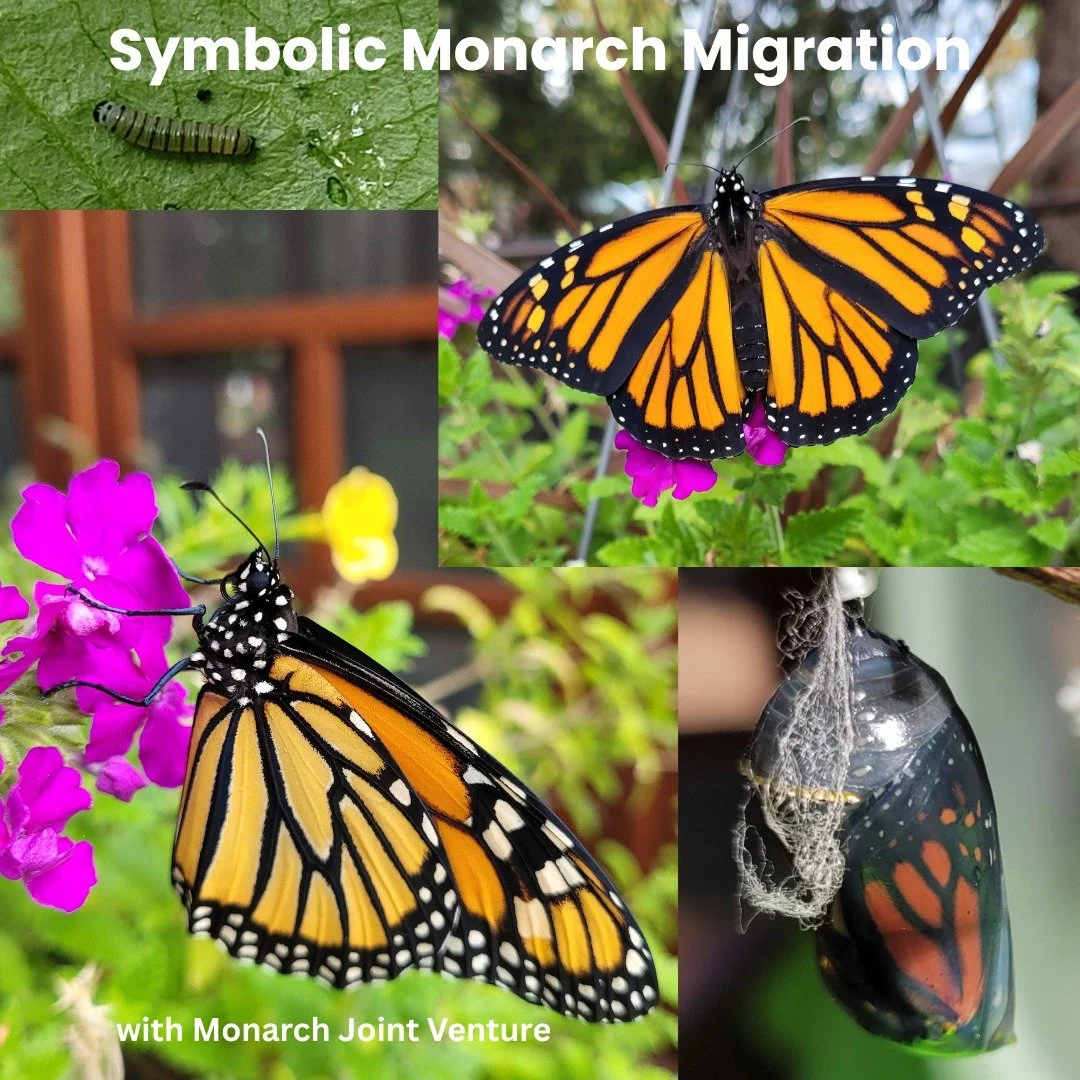 The children in The Children's Circle completed the Symbolic Monarch Migration project through Monarch Joint Venture. Check out their beautiful work! 

They decorated life size monarch butterflies, a large ambassador butterfly complete with Spanish e