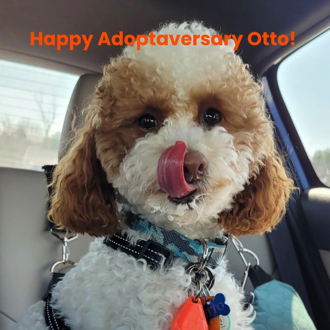 Yesterday was Otto's adoptaversary! We have had the pleasure of sharing our life with this little fluff ball for one year. He has helped to heal my heart after the loss of my dog, Darcy, and given us all joy. He has gone from a puppy mill to the lap 