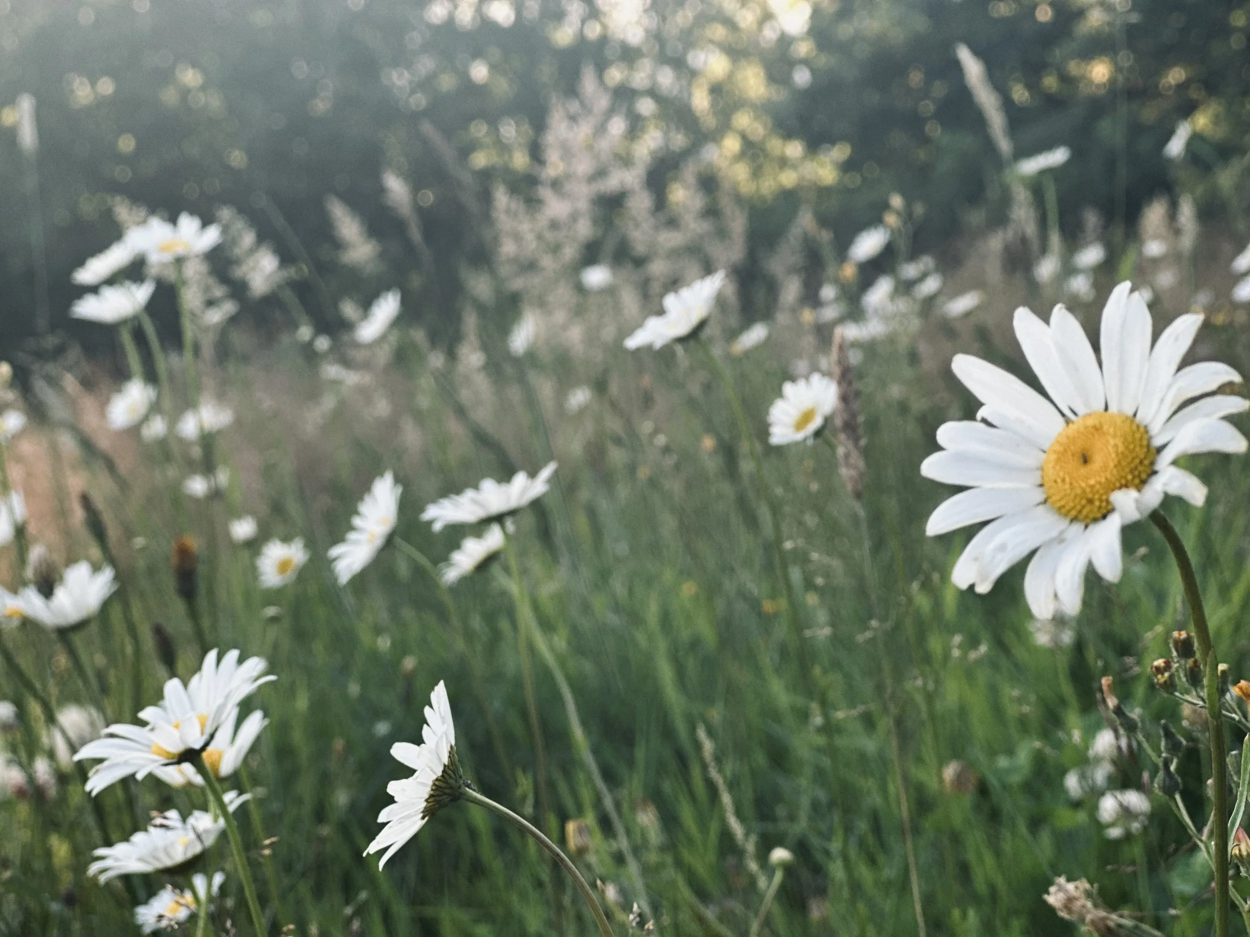 Healthy Shame & Guilt 