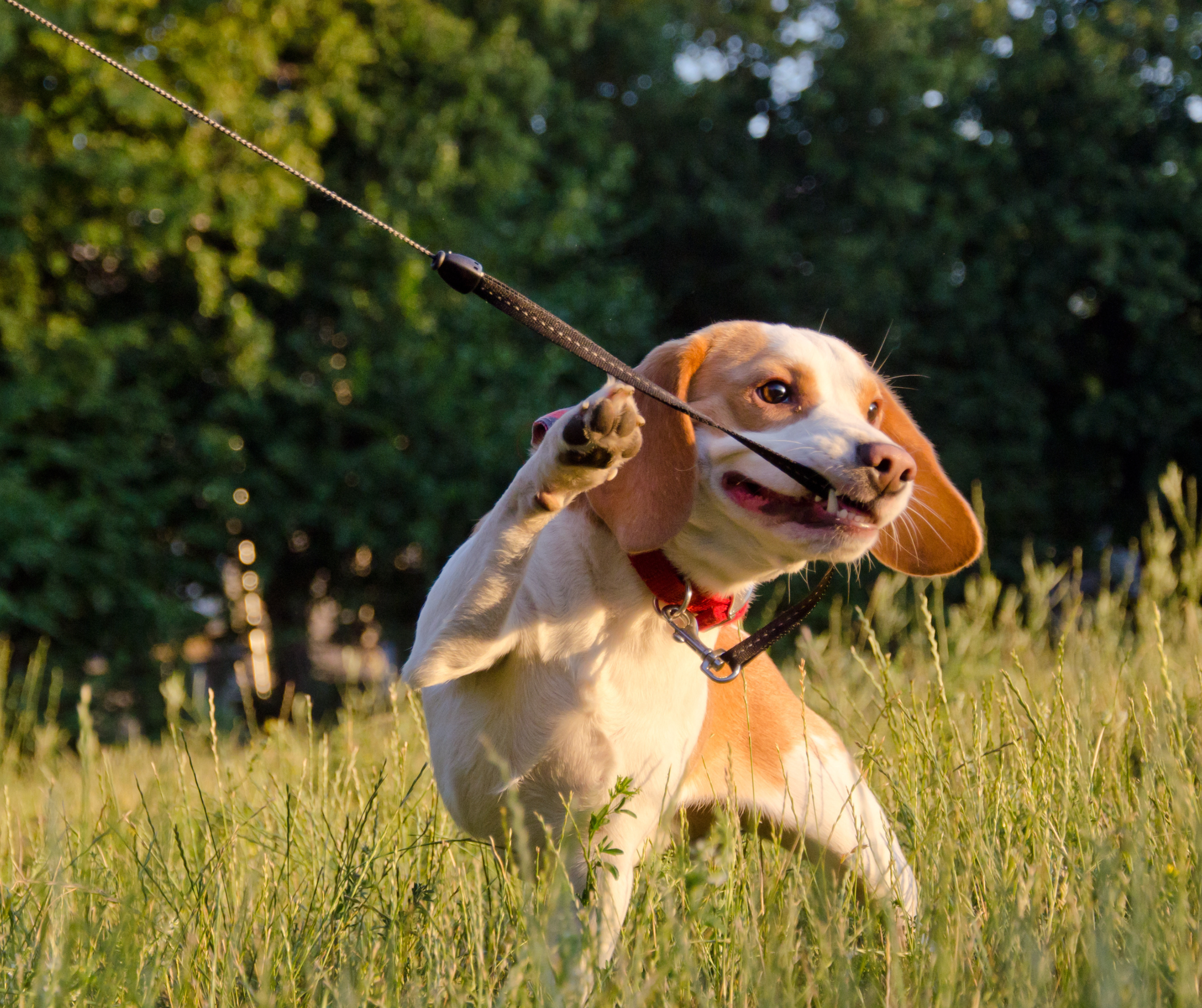 Is my dog really Stubborn? 