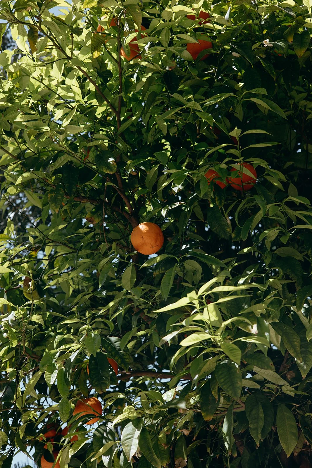 Sahil + Kim -_-223.jpg