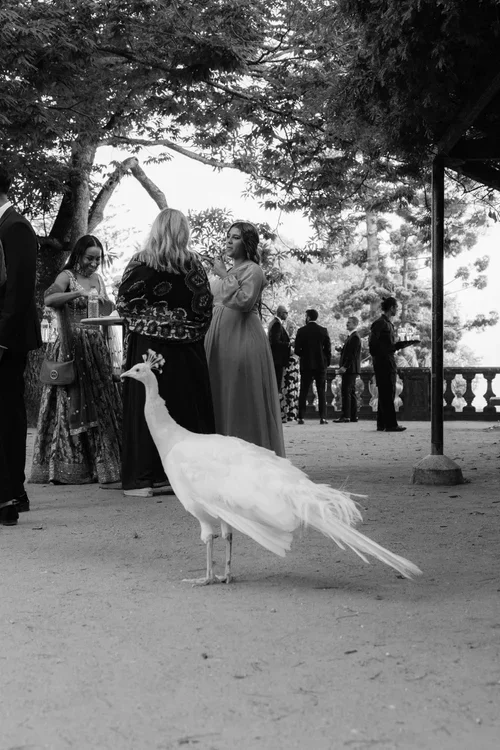 White peacock walking past wedding guests at an outdoor drinks reception in a woodland garden in Marbella
