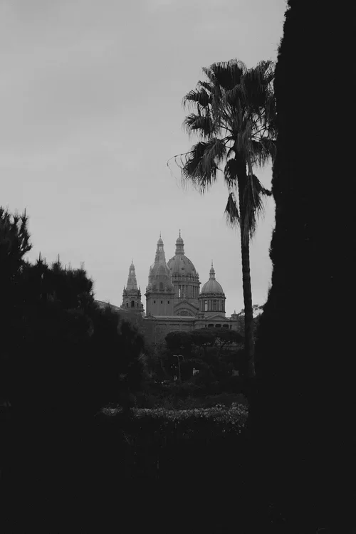 Black and white view of Barcelona with a palm tree and a church in the distance