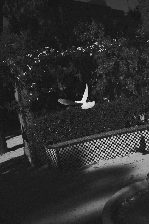 White dove in flight above a geometric checkered fountain edge surrounded by dark flowering garden hedges at a Malaga wedding venue