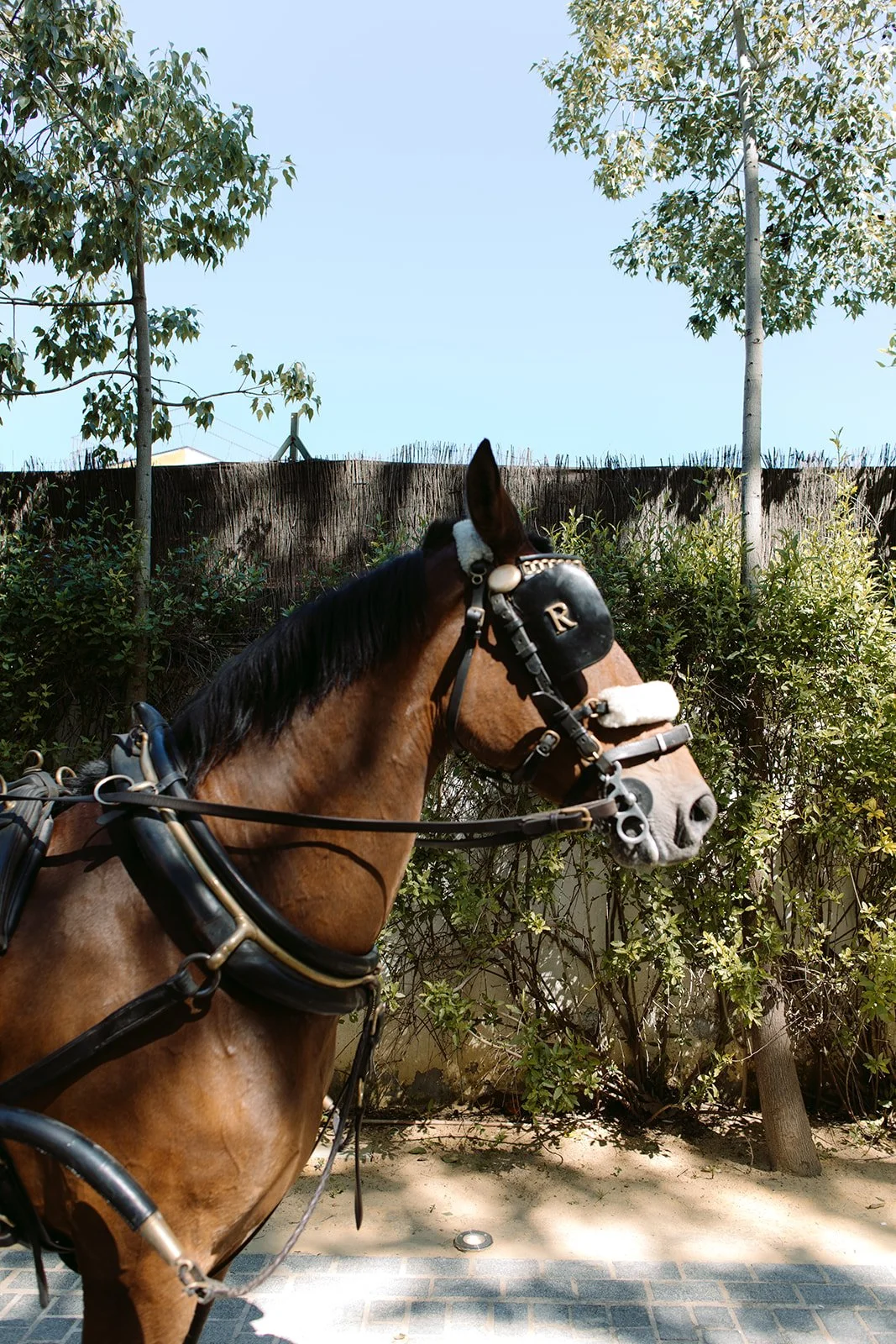 Sahil + Kim -_-35.jpg