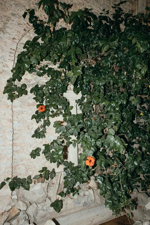 Lush green climbing plant cascading over an ancient stone wall with two orange hibiscus flowers blooming