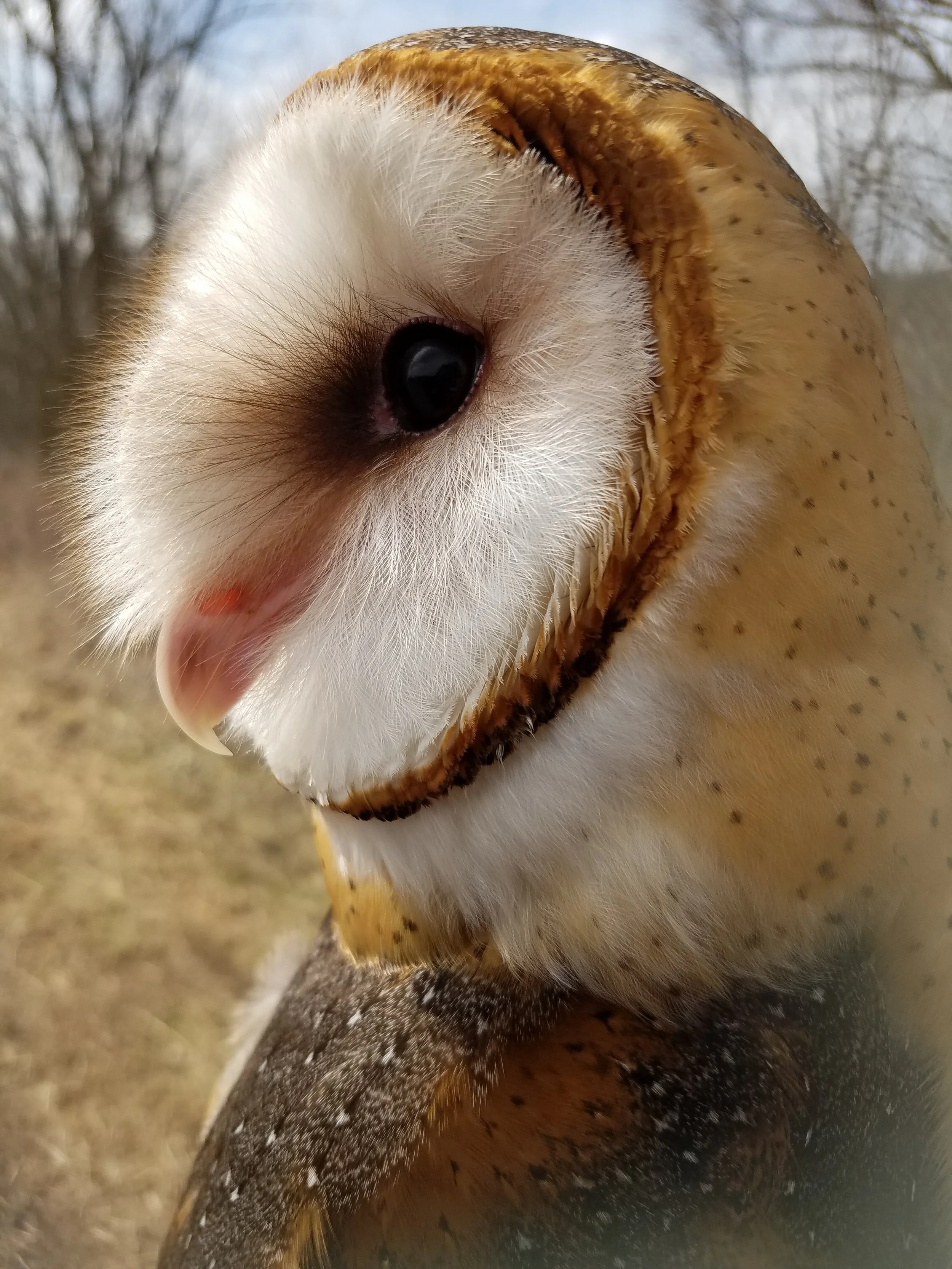 Piper_the_American_Barn_Owl_InternationalOwlCenter.jpg