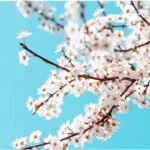 What Can Cherry Blossoms Teach Us About Perfect Timing And Preparation?