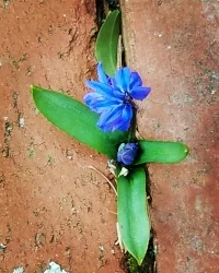 brick flower near.jpg