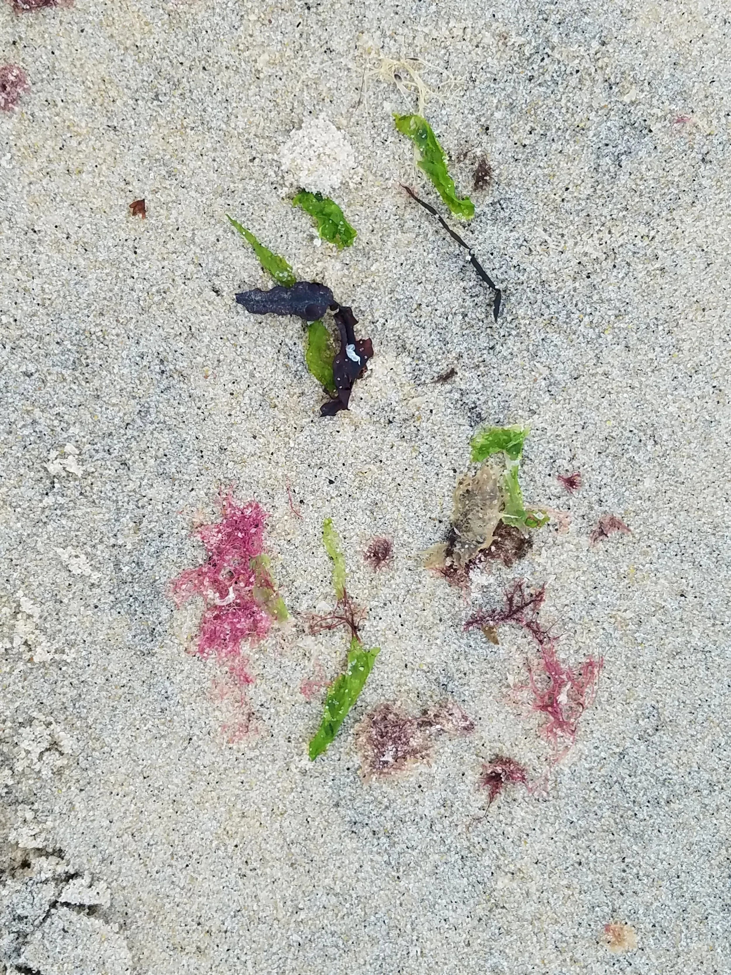 Gone to the Seashore