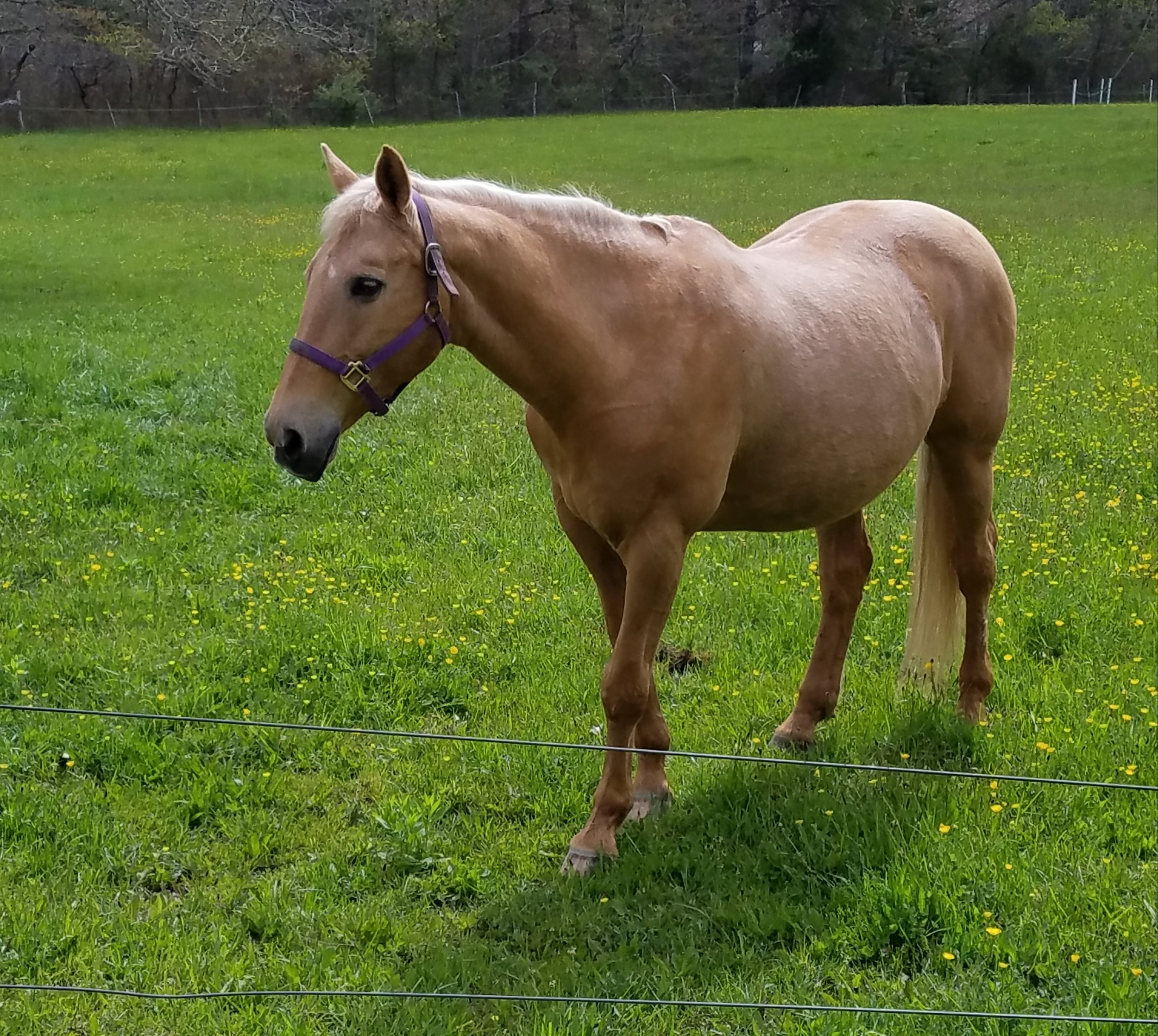 Horses: Aura, Healing, and Animal Communication