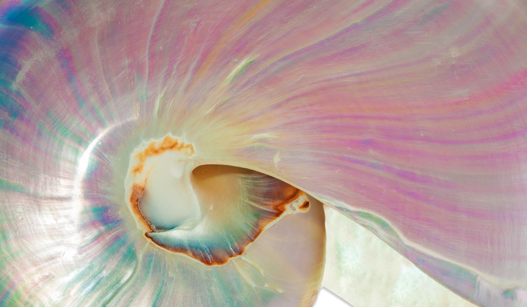 What is the Divine Chakra?