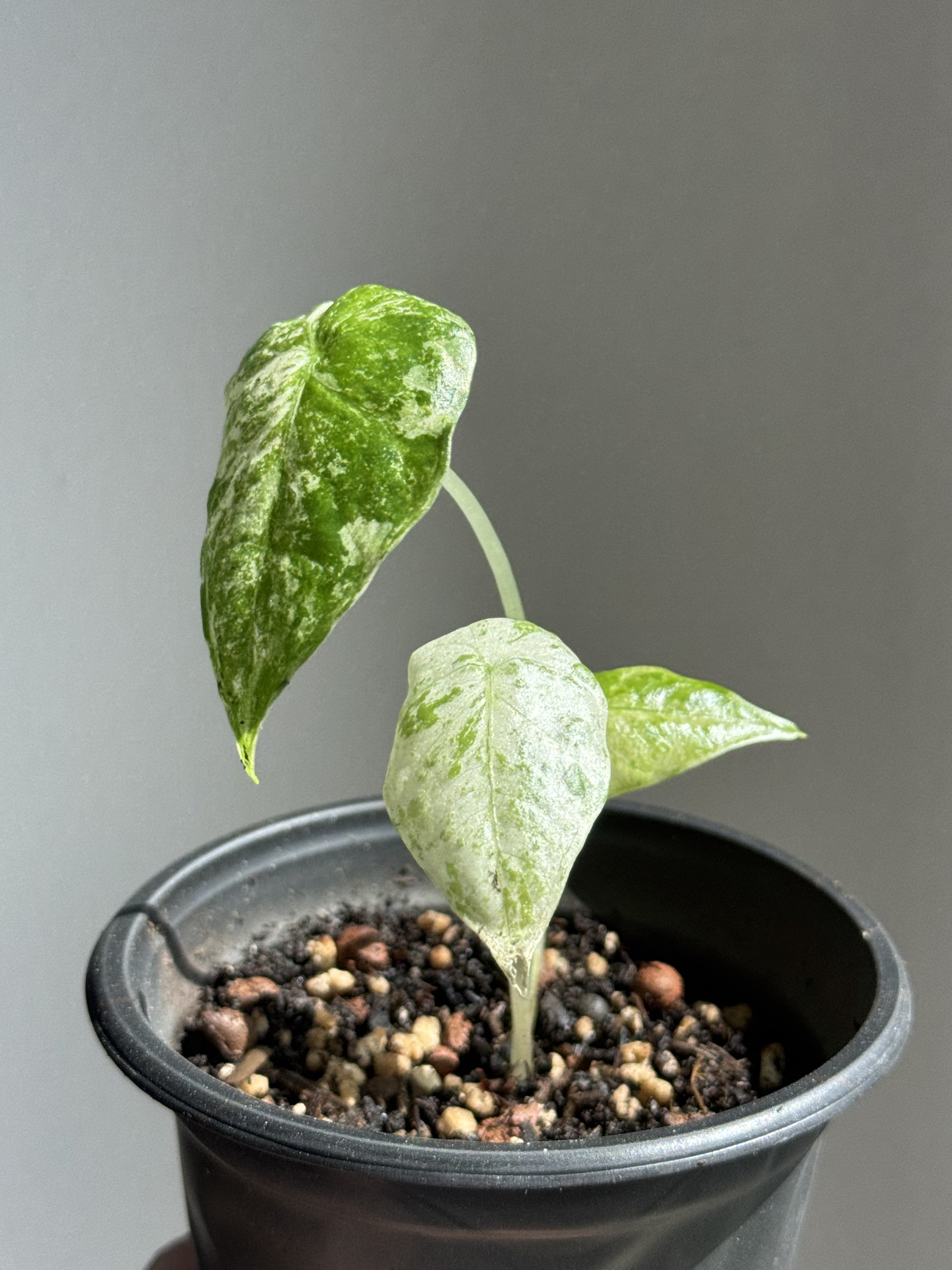 Alocasia Macrorrhiza Splash Variegata