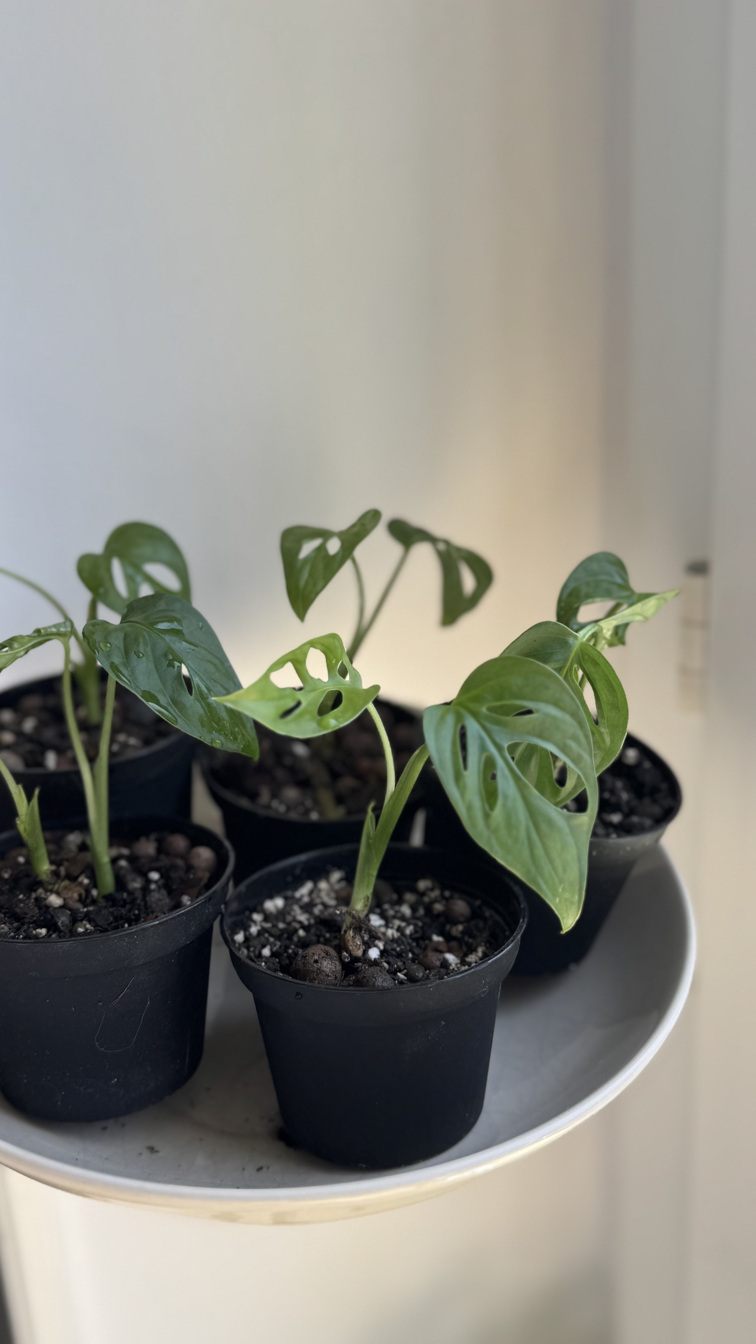 Monstera Adansonii