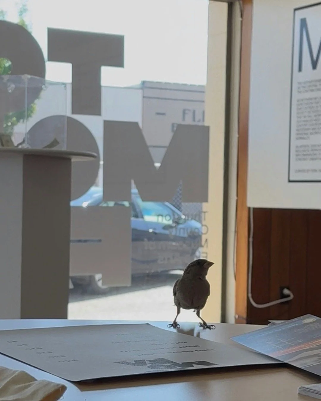 Did a bird just fly into TCMoFA by accident, or did someone's relative pay us a visit from the other side? 

All signs point to: You should visit MOTHER on view now at TCMoFA

>Fridays 2pm to 6pm,
>>Saturdays 12pm to 4pm
>>Sundays 12pm
